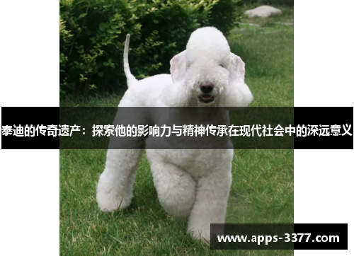 泰迪的传奇遗产：探索他的影响力与精神传承在现代社会中的深远意义